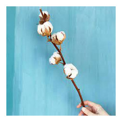 Bougie parfumée - Fleur de coton